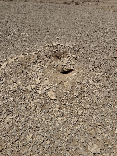 Egyptian Spiny–tailed Lizard