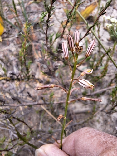 Trachyandra hirsuta