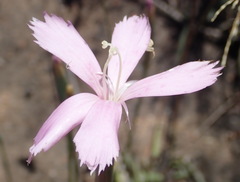 Dianthus thunbergii