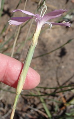Dianthus thunbergii