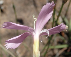 Dianthus thunbergii