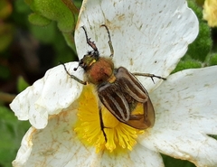 Eulasia pareyssei