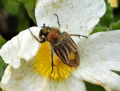 Eulasia pareyssei