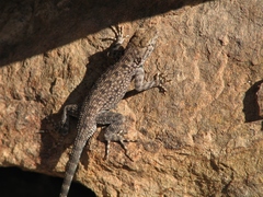 Sceloporus merriami