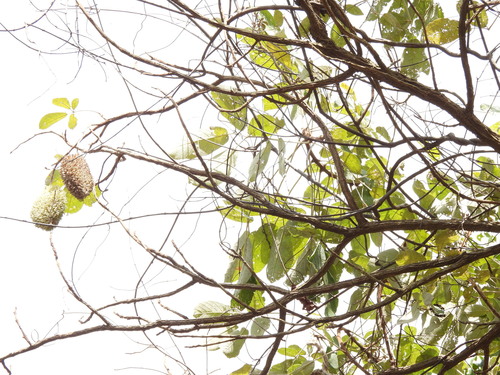 Zeyheria tuberculosa, photograph 3