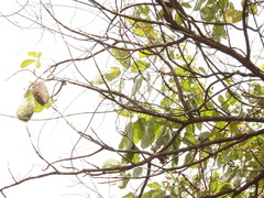 Zeyheria tuberculosa, photograph (c) sheylarossi, some rights reserved (CC BY-SA)