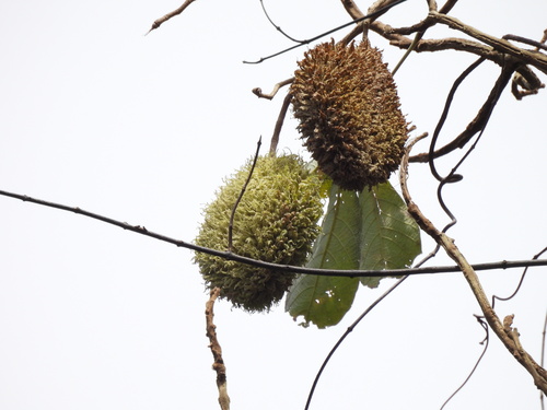Zeyheria tuberculosa, photograph 4