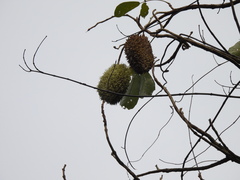 Zeyheria tuberculosa, photograph (c) sheylarossi, some rights reserved (CC BY-SA)