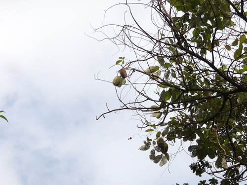 Zeyheria tuberculosa, photograph 6