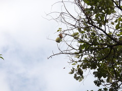 Zeyheria tuberculosa, photograph (c) sheylarossi, some rights reserved (CC BY-SA)