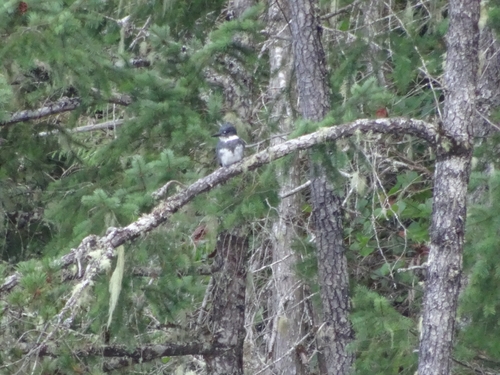 Belted Kingfisher