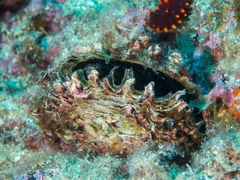 Pinctada mazatlanica