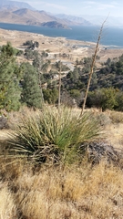 Hesperoyucca whipplei