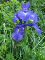 Iris latifolia