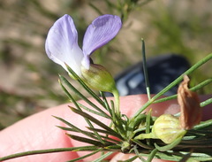 Psoralea diturnerae