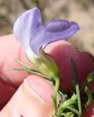 Psoralea diturnerae