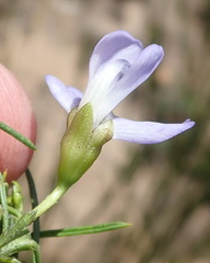 Psoralea diturnerae