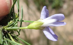 Psoralea diturnerae