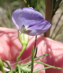 Psoralea diturnerae