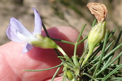 Psoralea diturnerae