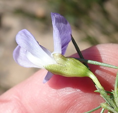 Psoralea diturnerae