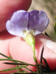 Psoralea diturnerae