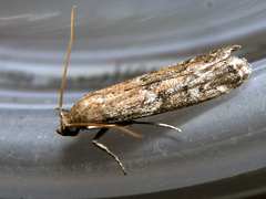 Sciota subcaesiella