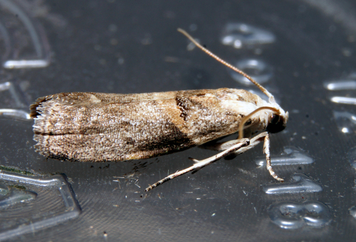 Pecan Leaf Casebearer Moth photo 2