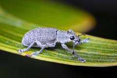 Pseudomelactus grevilleae