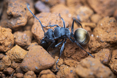 Polyrhachis guerini