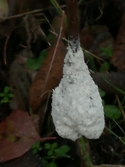 Fuligo cinerea