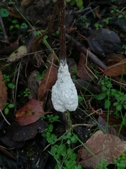 Fuligo cinerea