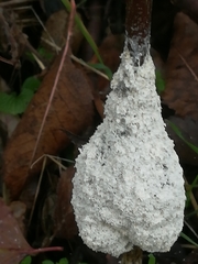 Fuligo cinerea