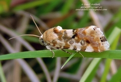 Acontia transfigurata