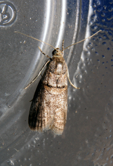 Acrobasis caryae