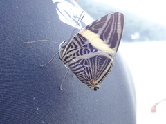 Colobura dirce dirce