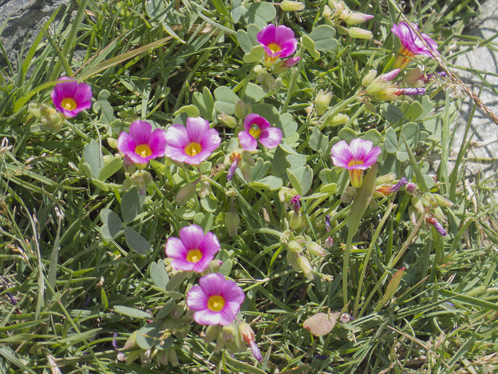 Oxalis