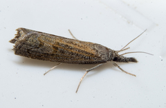 Neodactria luteolellus