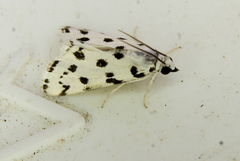 Eustixia pupula