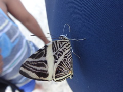 Colobura dirce dirce