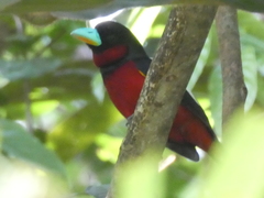 Cymbirhynchus macrorhynchos