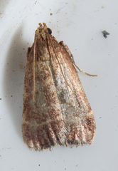Oreana unicolorella