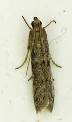 Oreana unicolorella