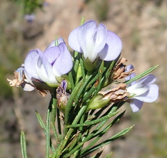 Psoralea diturnerae