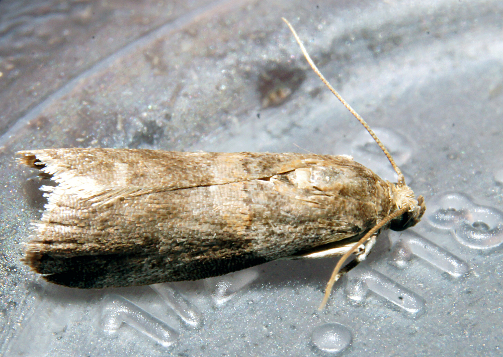 Pecan Leaf Casebearer Moth