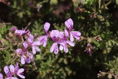 Pelargonium radens