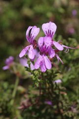 Pelargonium radens