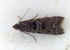Pyla fusca