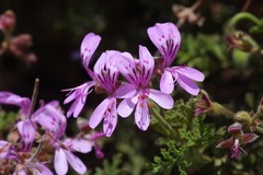 Pelargonium radens