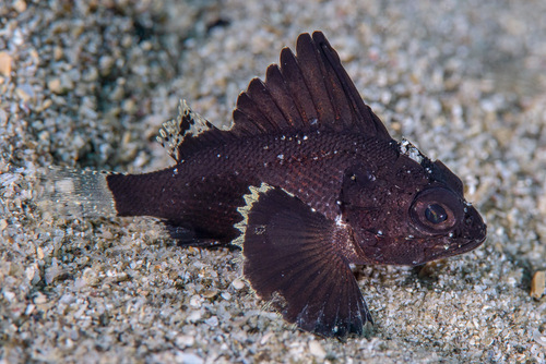 Spotted gurnard perch (Neosebastes entaxis) — Neosebastidae